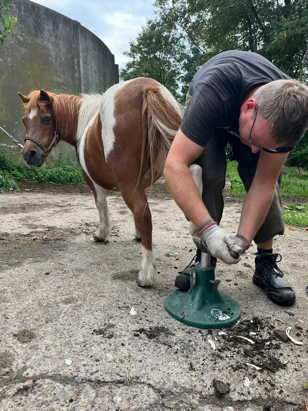 Andre Schnackenberg bearbeitet den Huf eines Schecken-Ponys auf dem Hufbock